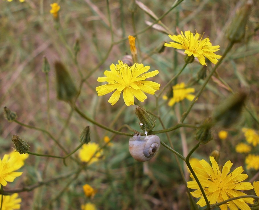 Скерда щетинистая