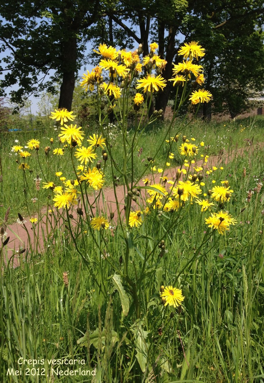 Crepis paludosa