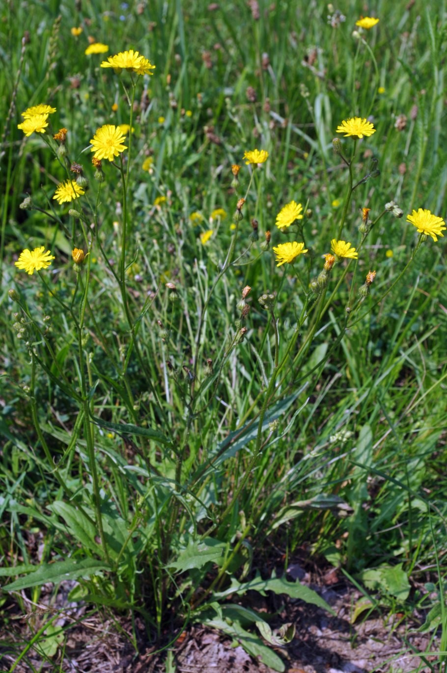 Crepis biennis