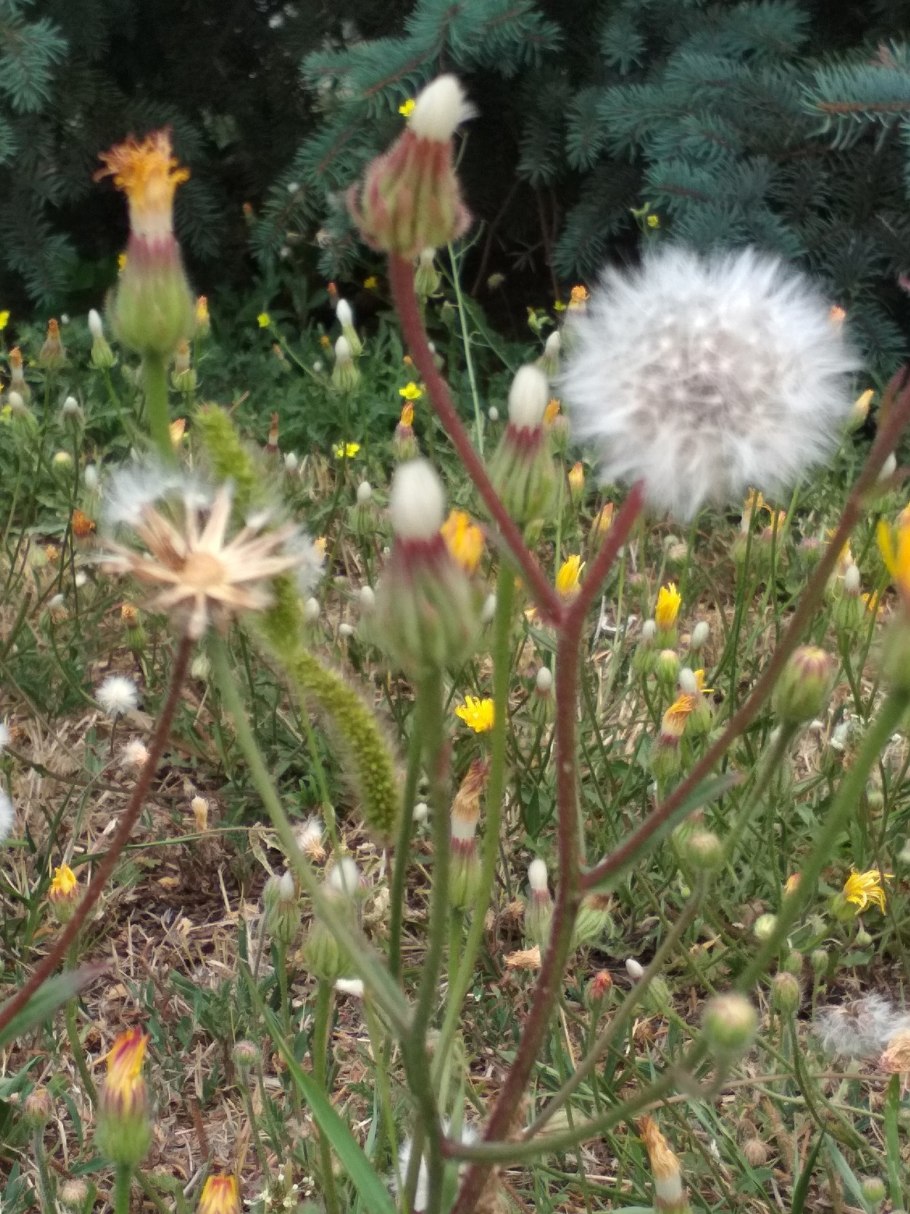 Скерда кровельная плод