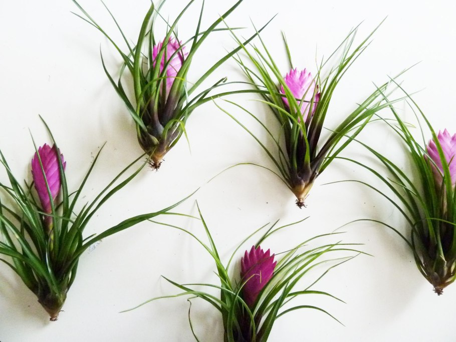 Тилландсия bulbosa