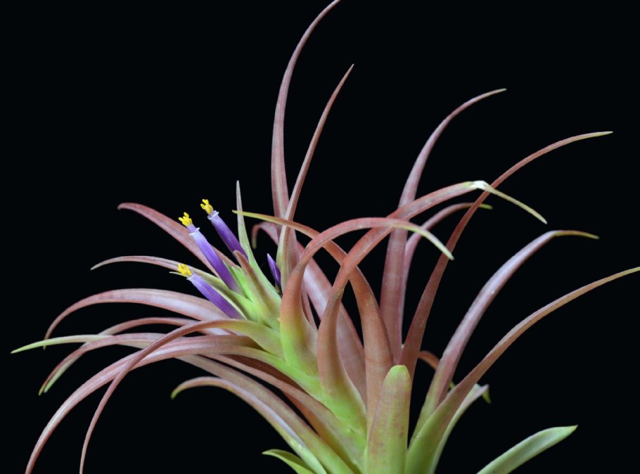 Тилландсия loliacea