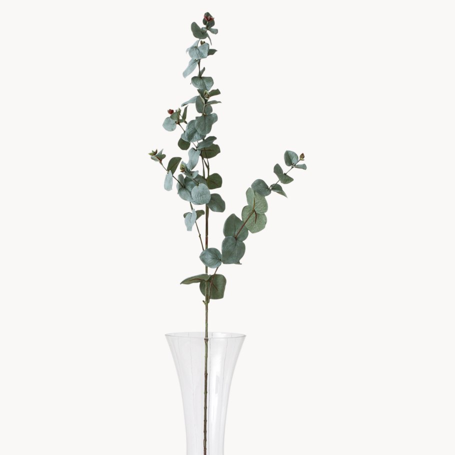 Эвкалипт остролистный