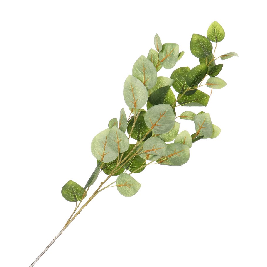 Эвкалипт популус ветка