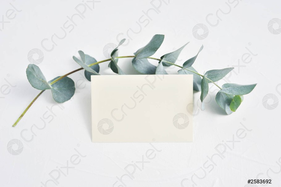 Эвкалипт flat lay