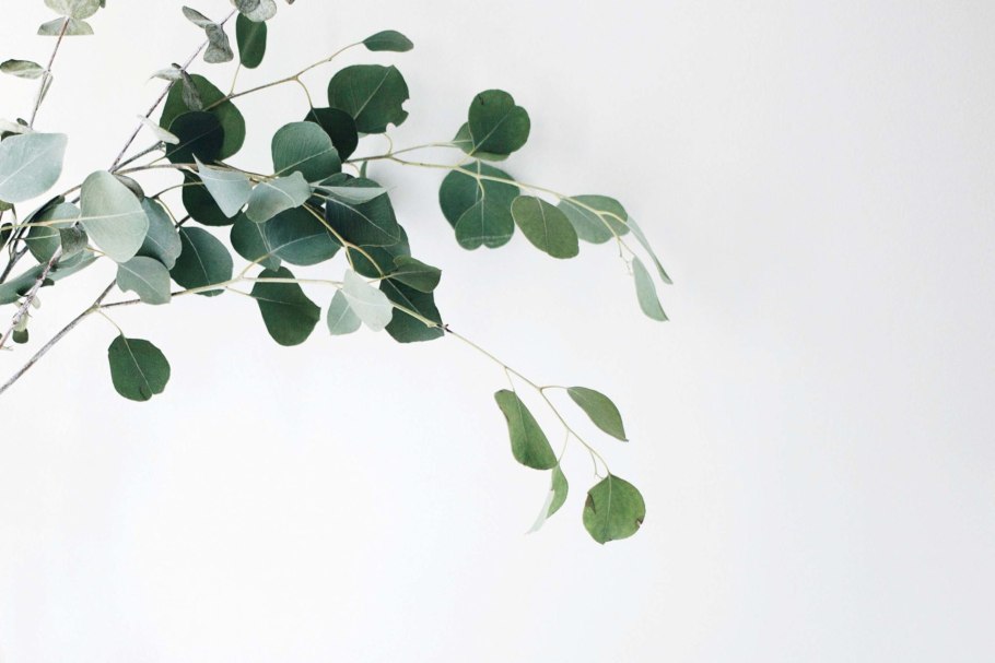 Эвкалипт популус