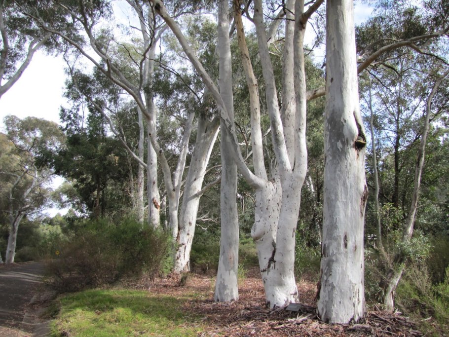 Eucalyptus tree