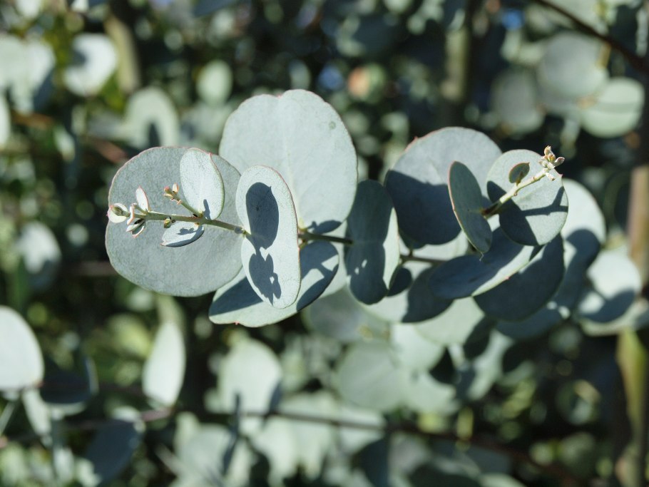 Эвкалипт Популус Голландия