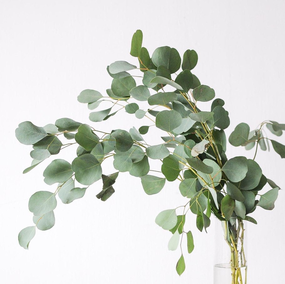 Зелень эвкалипт популус