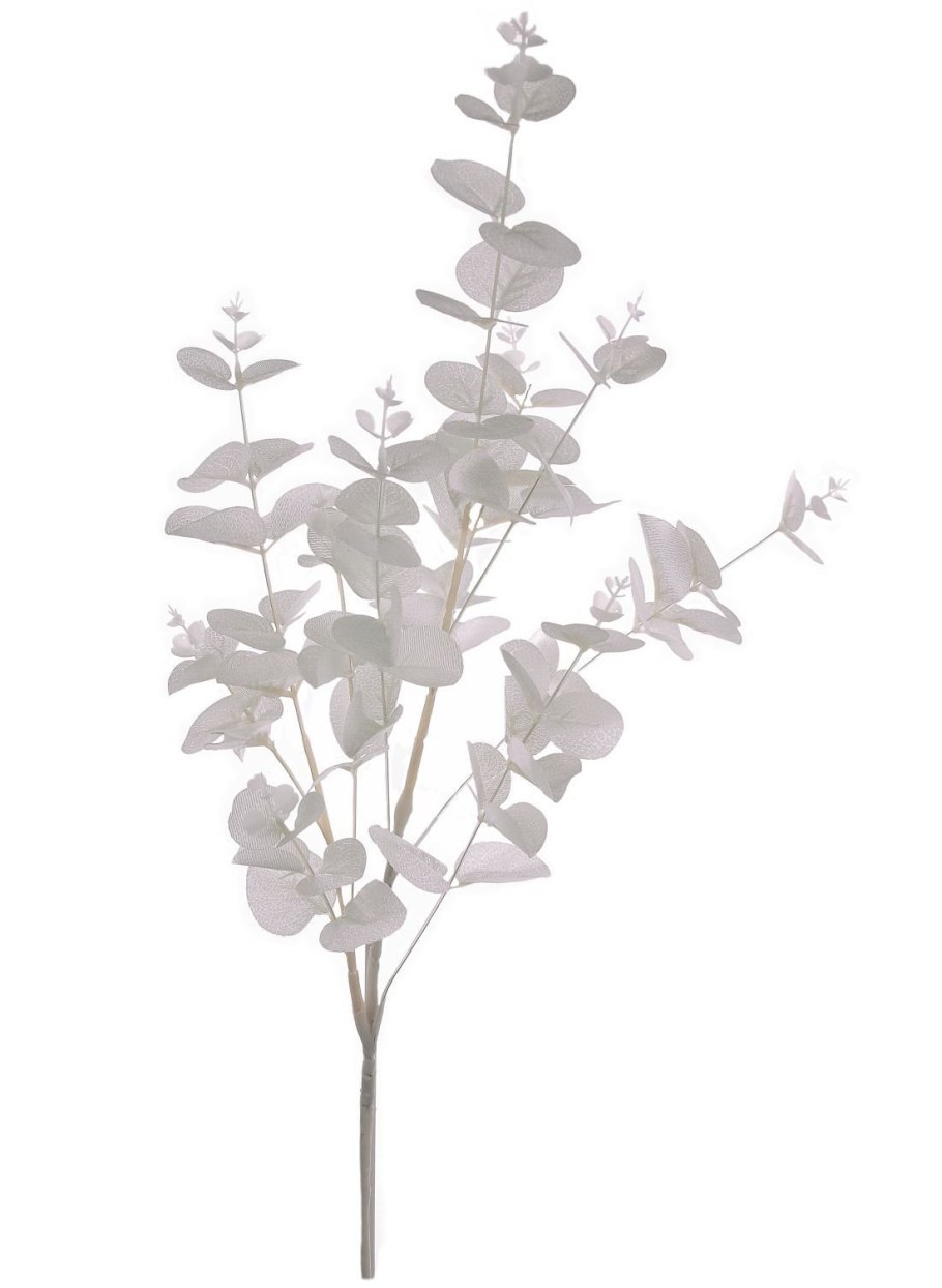 Эвкалипт в субтропиках