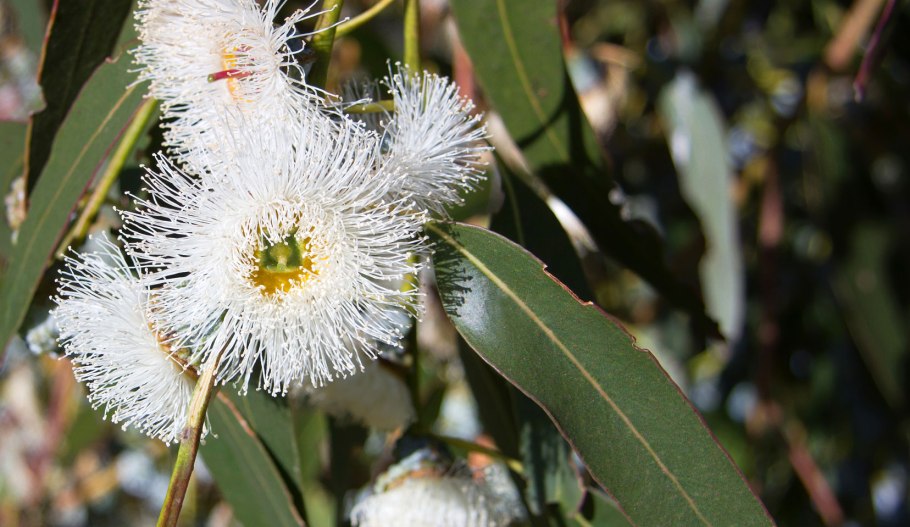 Eucalyptus globulus