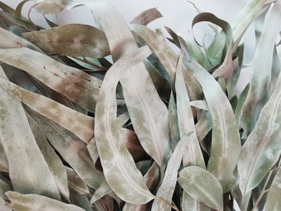 Эвкалипт лист