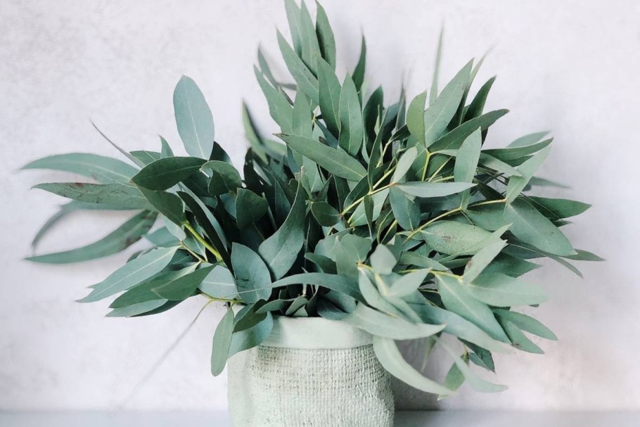 Эвкалипт манноносный