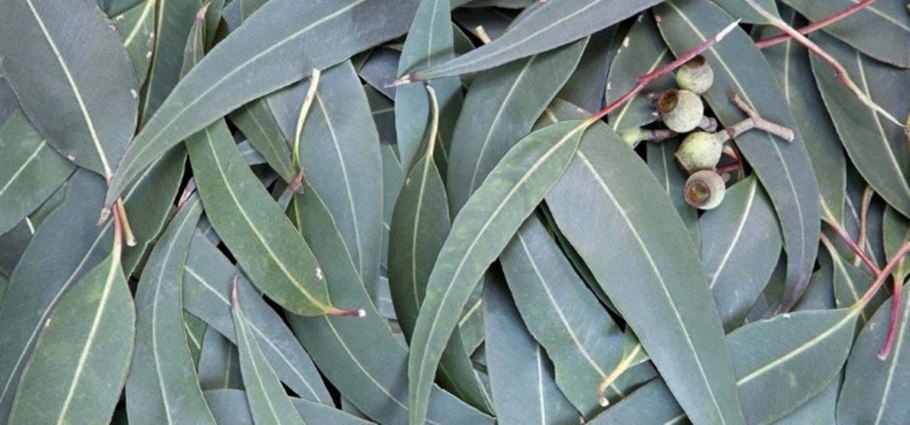 Eucalyptus smithii