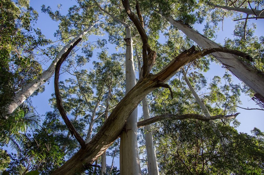 Eucalyptus tree