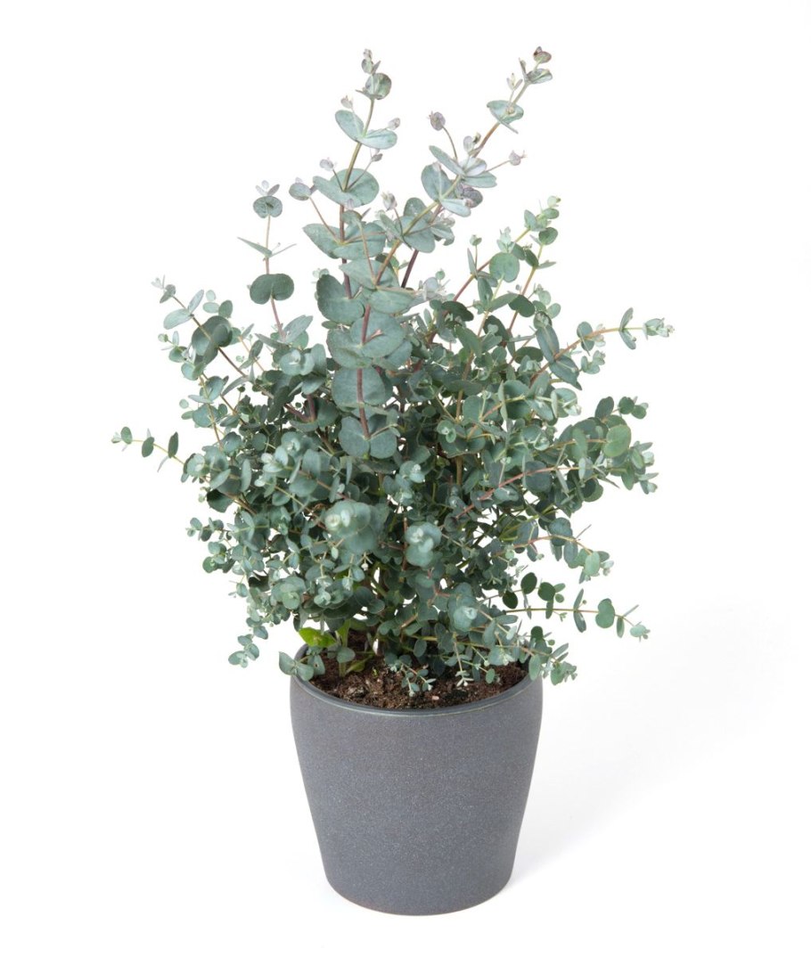 Eucalyptus гунни