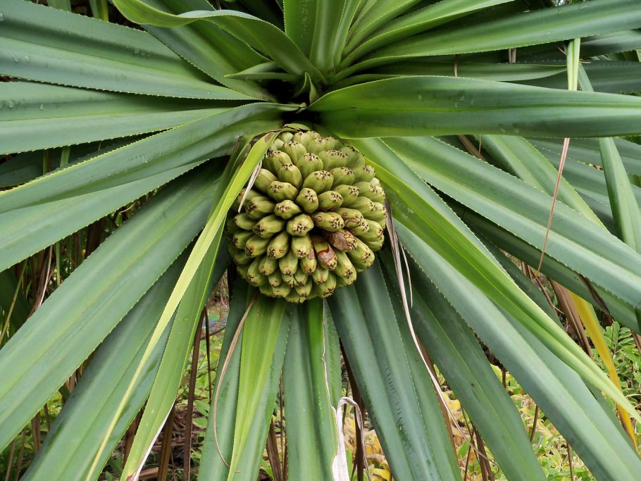 Pandanus utilis