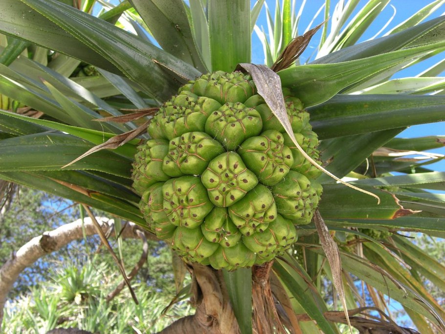 Pandanus tectorius