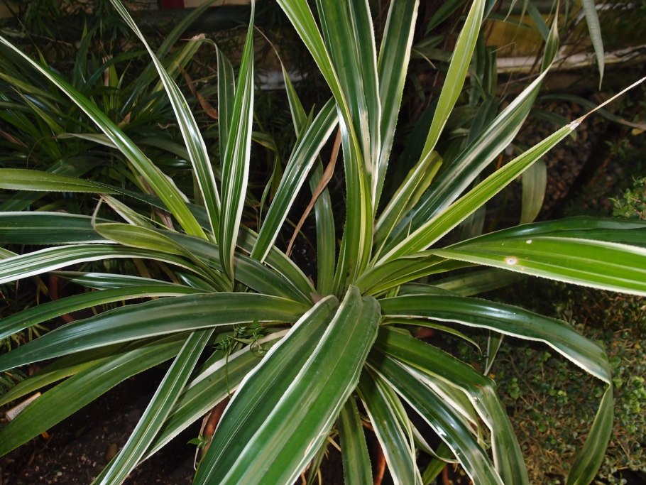 Панданус дерево