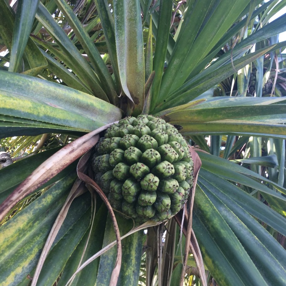 Pandanus amaryllifolius