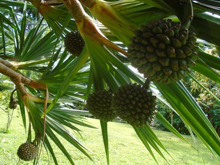 Ананасовая пальма панданус