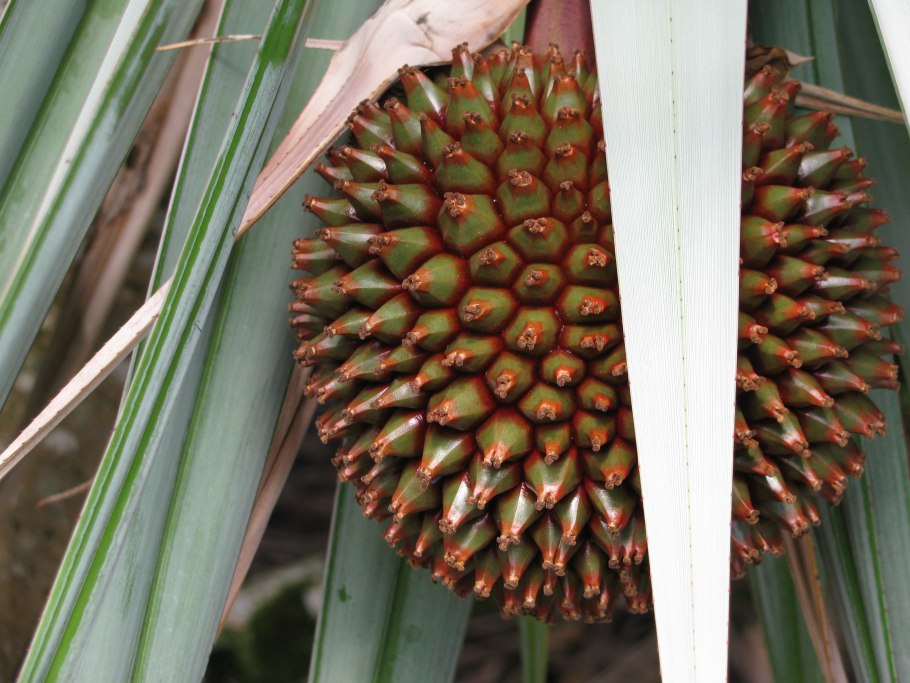 Pandanus vandermeeschii