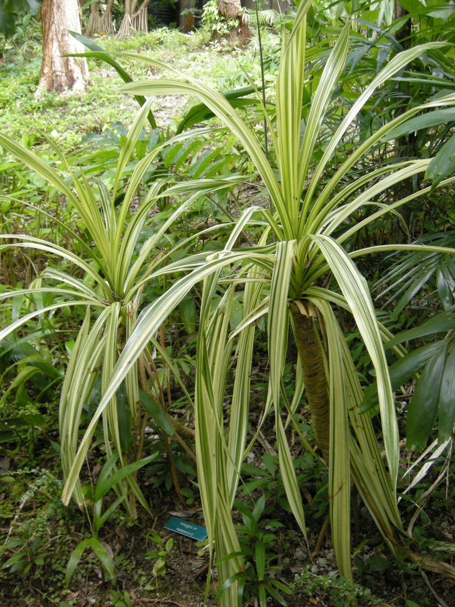 Pandanus odoratissimus