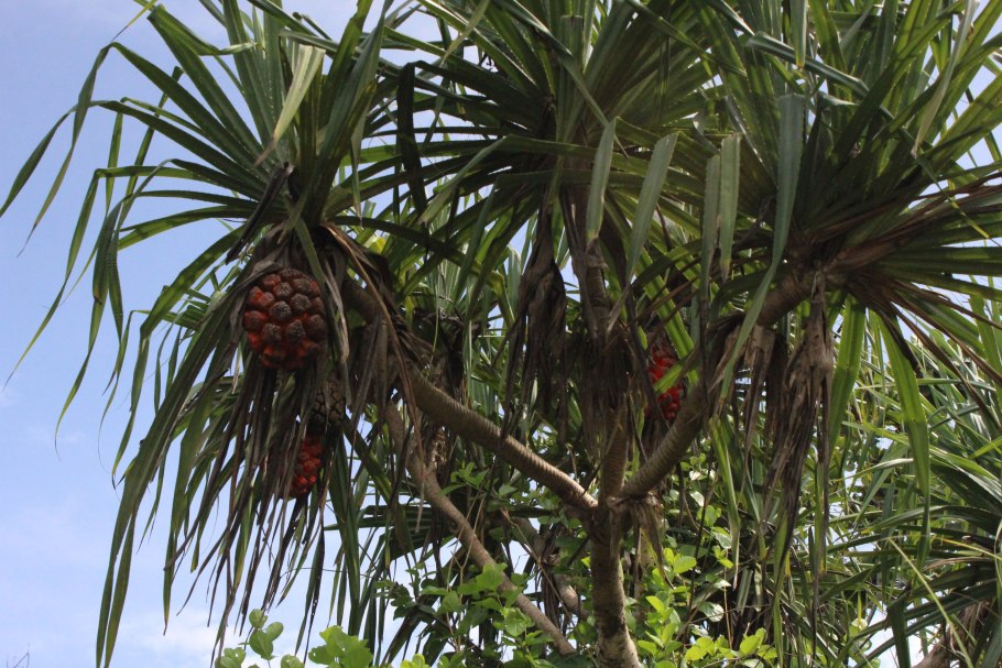 Панданус Вейча