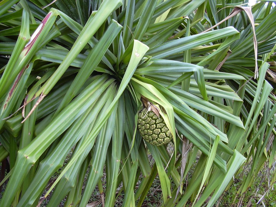 Pandanus (Screw Pines)