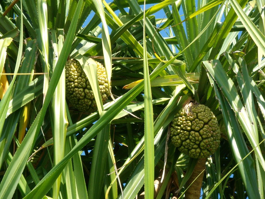 Pandanus odoratissimus