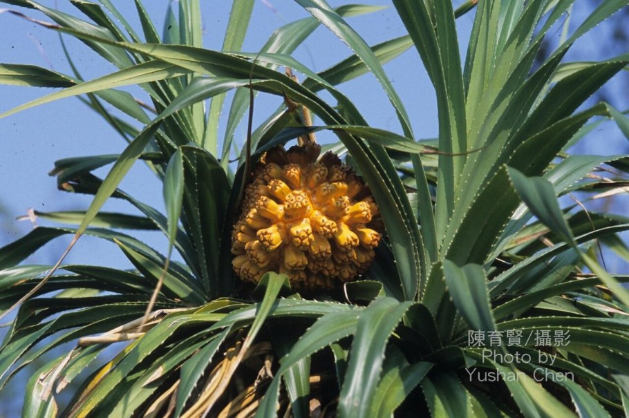 Pandanus tectorius плоды