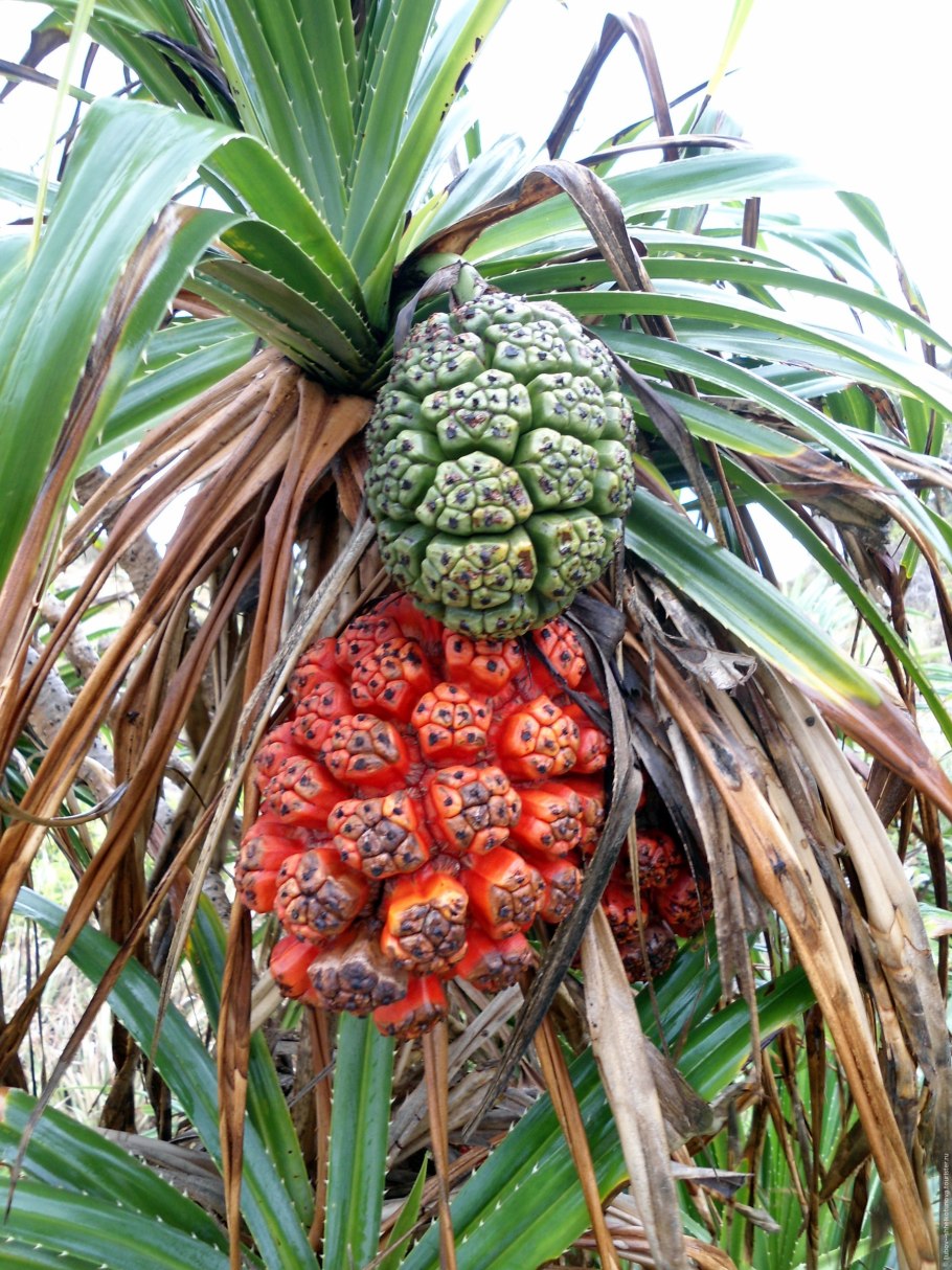 Пандан дерево