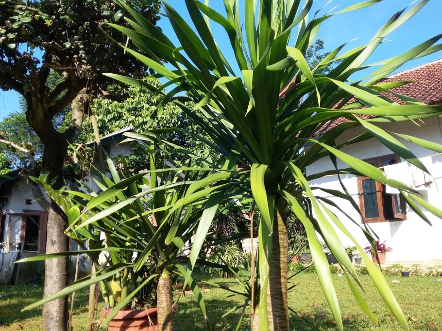 Пальма винтовая панданус Вейча