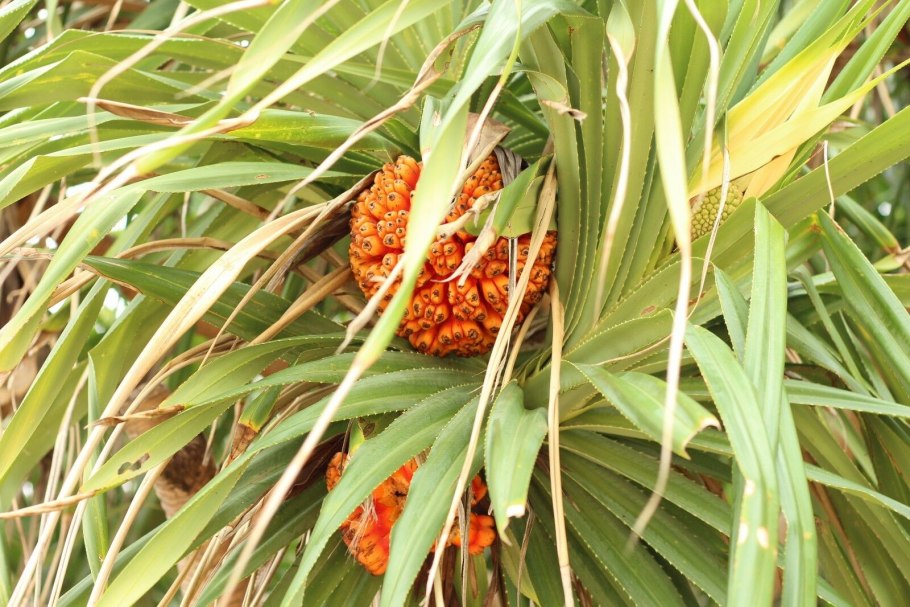 Pandanus растение