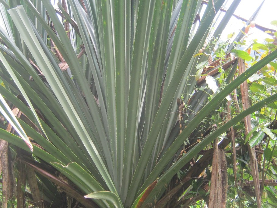 Панданус плоды