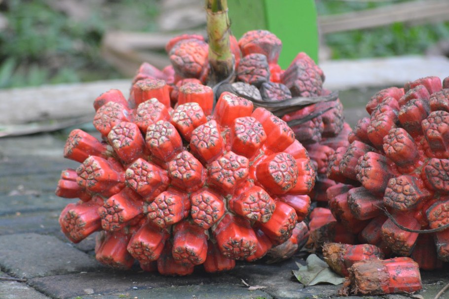 Пандан фрукт