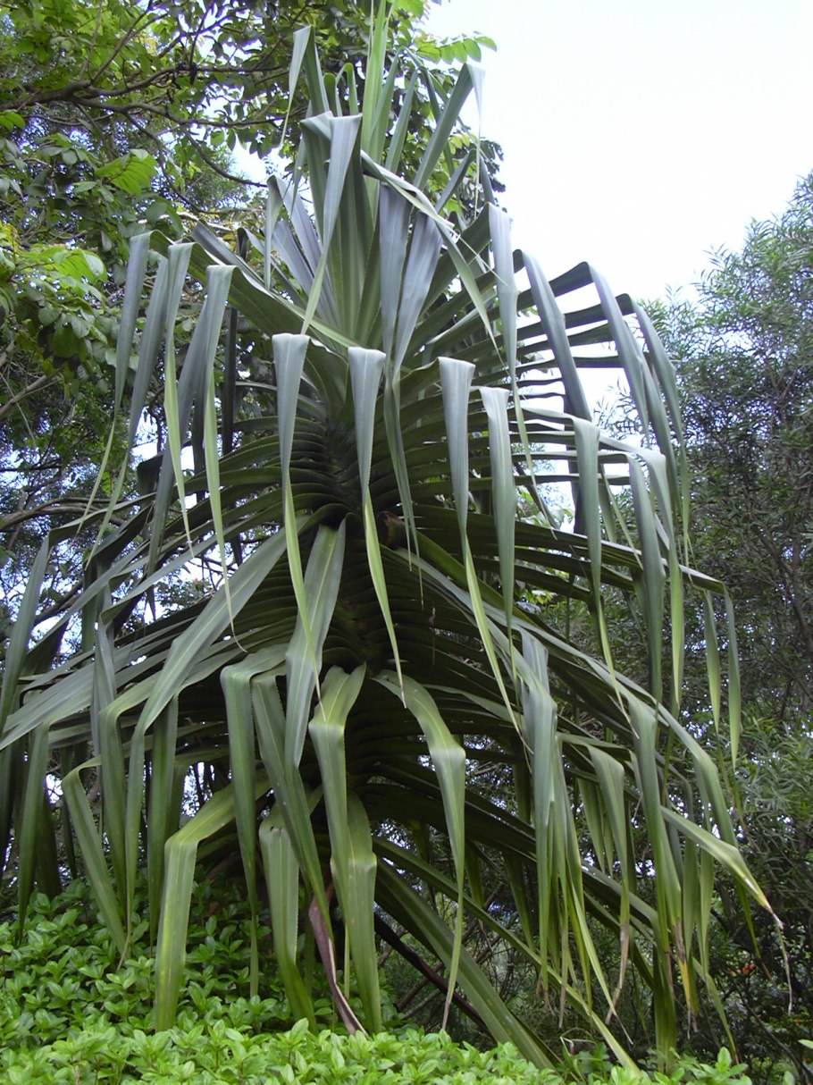 Панданус австралийский