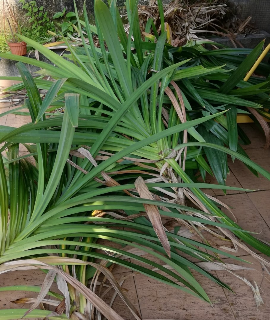 Панданус винтовая пальма