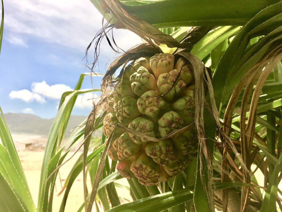 Пальма винтовая панданус вейча