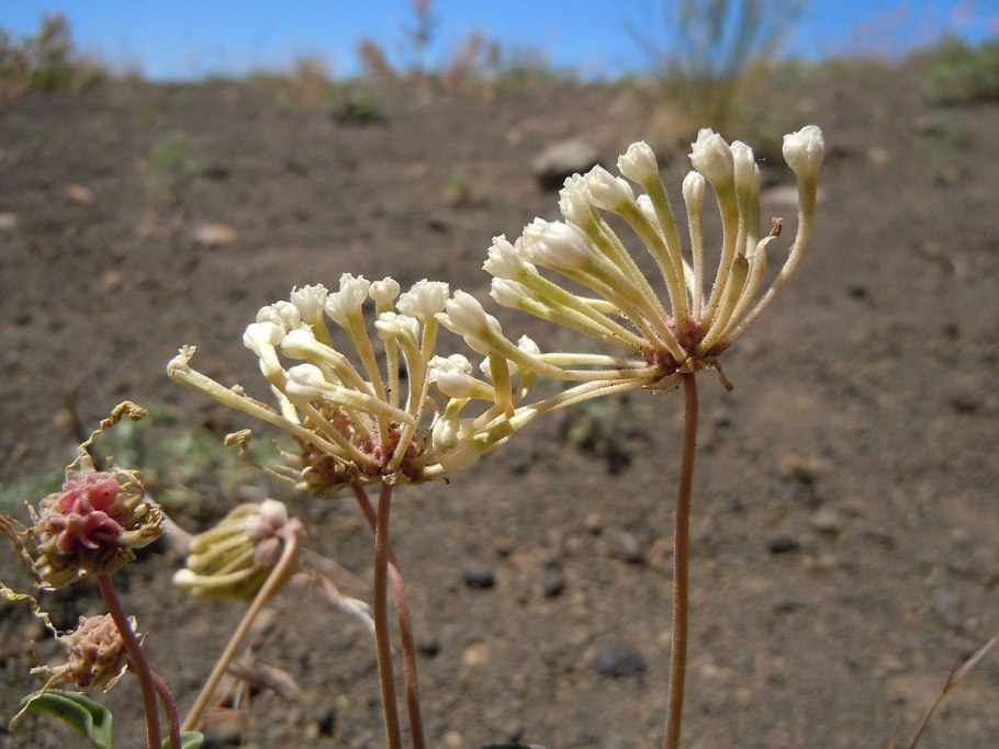 Sand Verbena Abronia Caryophyllales