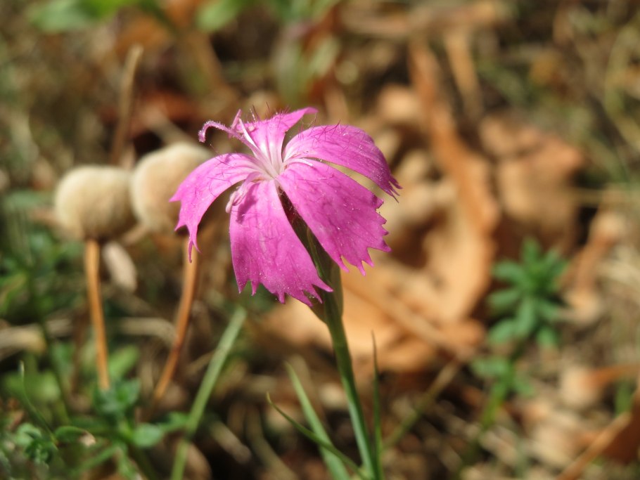 Dianthus Superbus 'tiny pleasure® Carmine