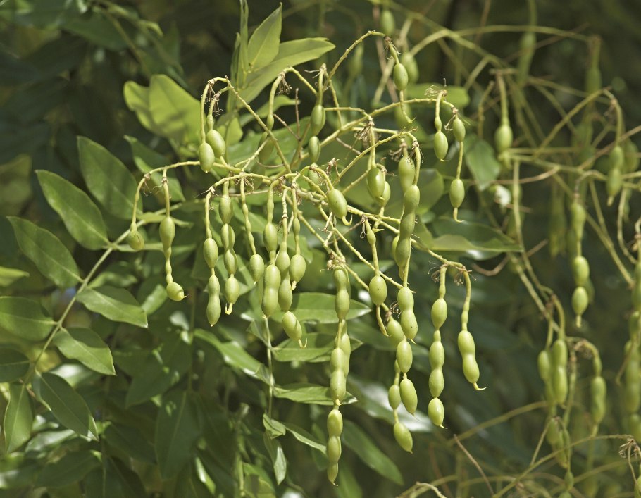 Софора японская Sophora japonica