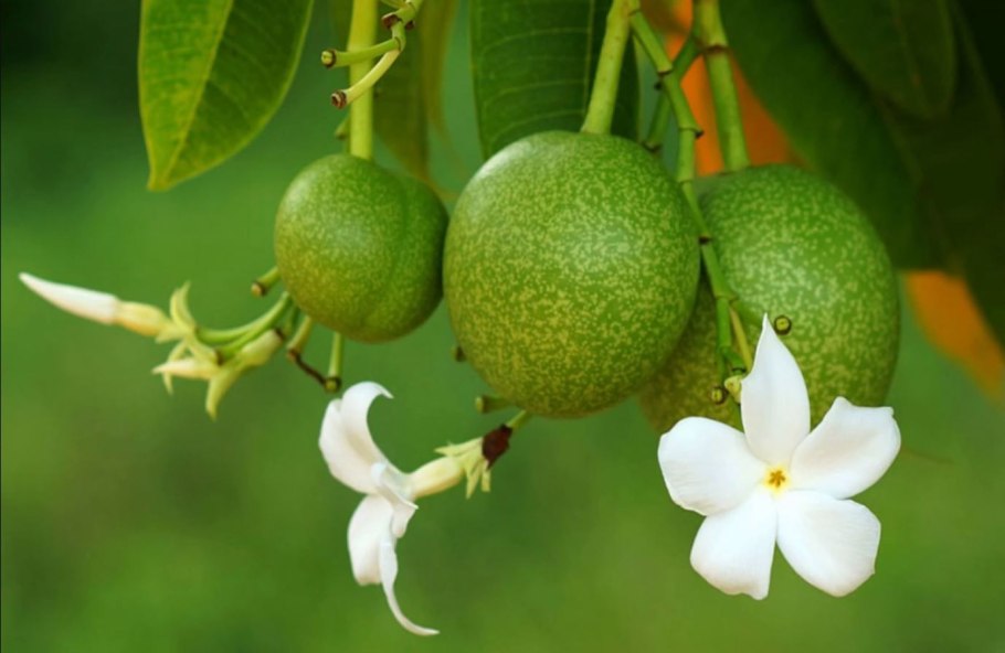 Цербера Одолламская