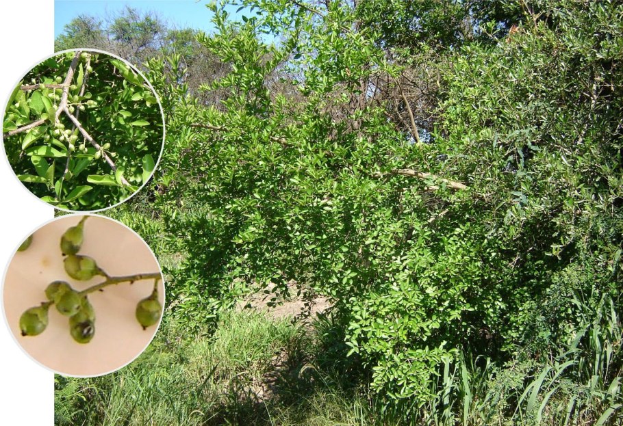 Achatocarpus microcarpus Schinz & Autran