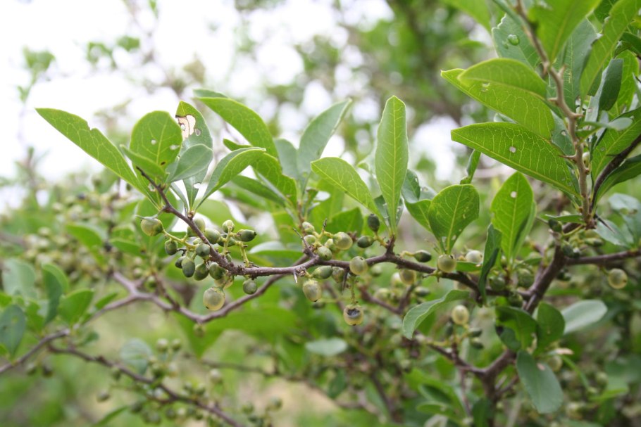 Acanthosyris annonagustata