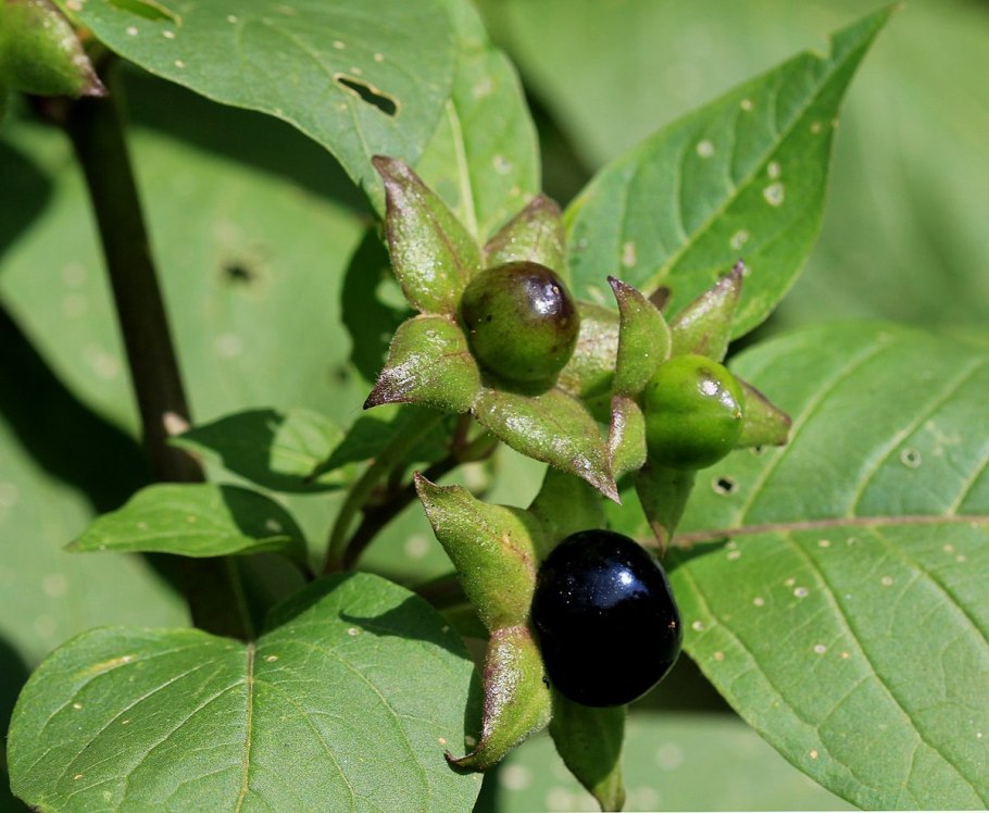 Красавка белладонна Atropa Belladonna