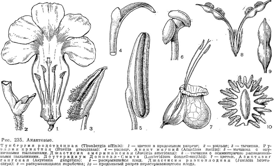 Семейство акантовых (Acanthaceae).