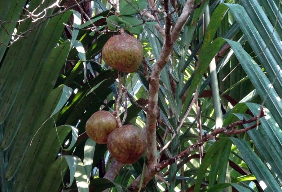 Annona reticulata