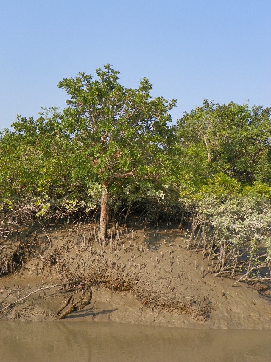 Мангровые заросли сундарбан