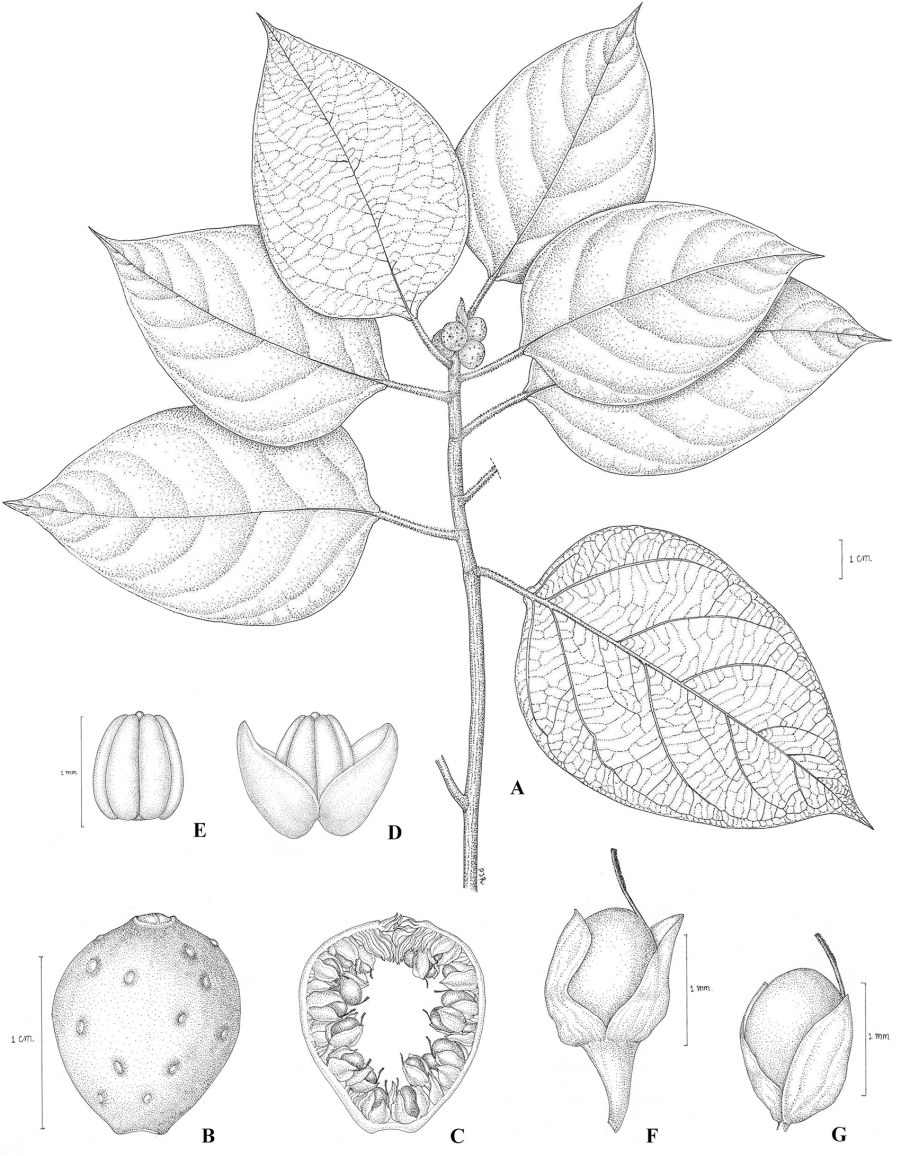 Дионея мухоловка